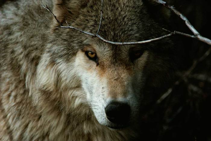 Der wolf im wohnzimmer